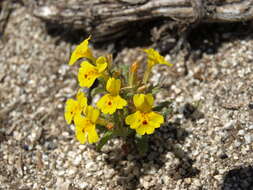 Image of Carson Valley monkeyflower