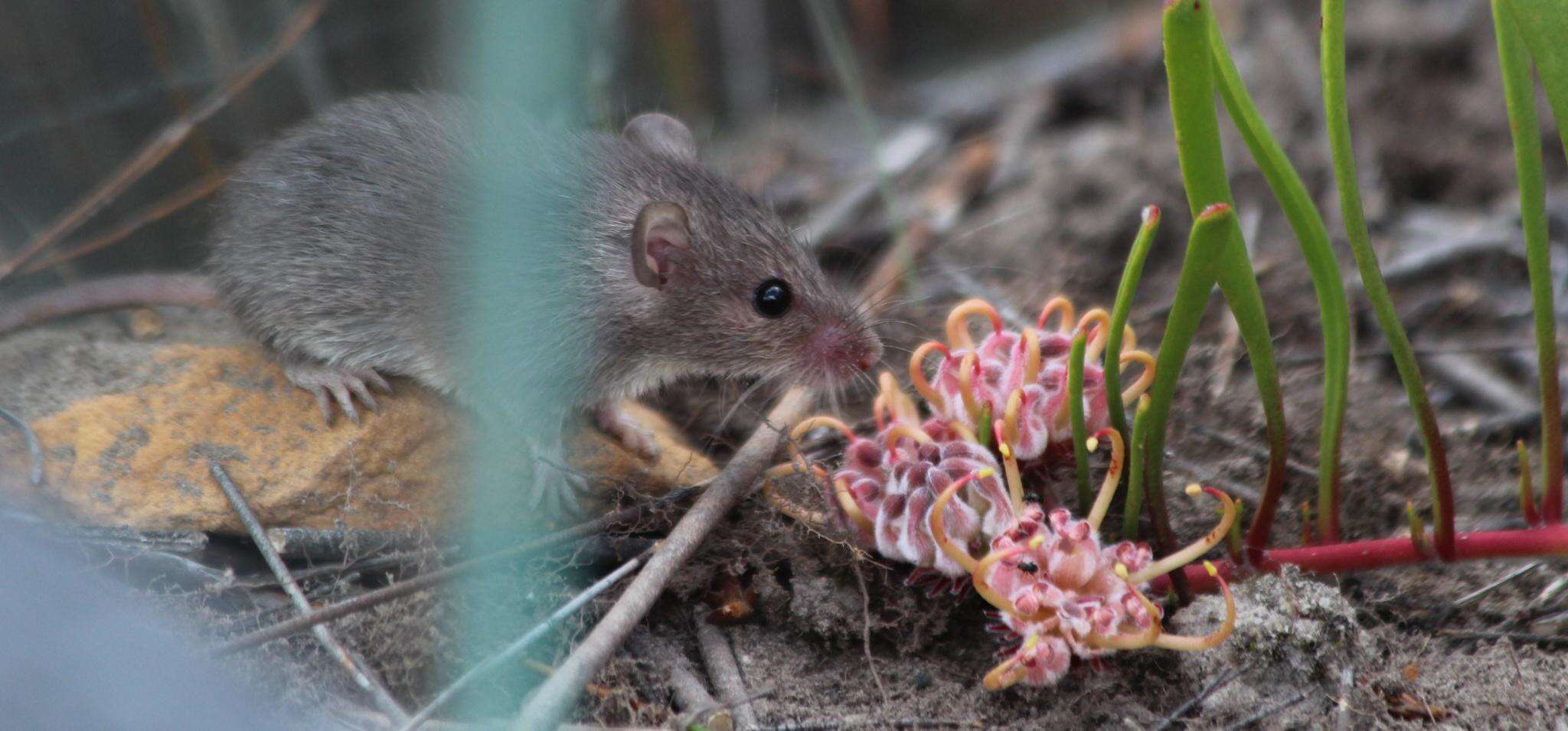 Image of Cape Spiny Mouse