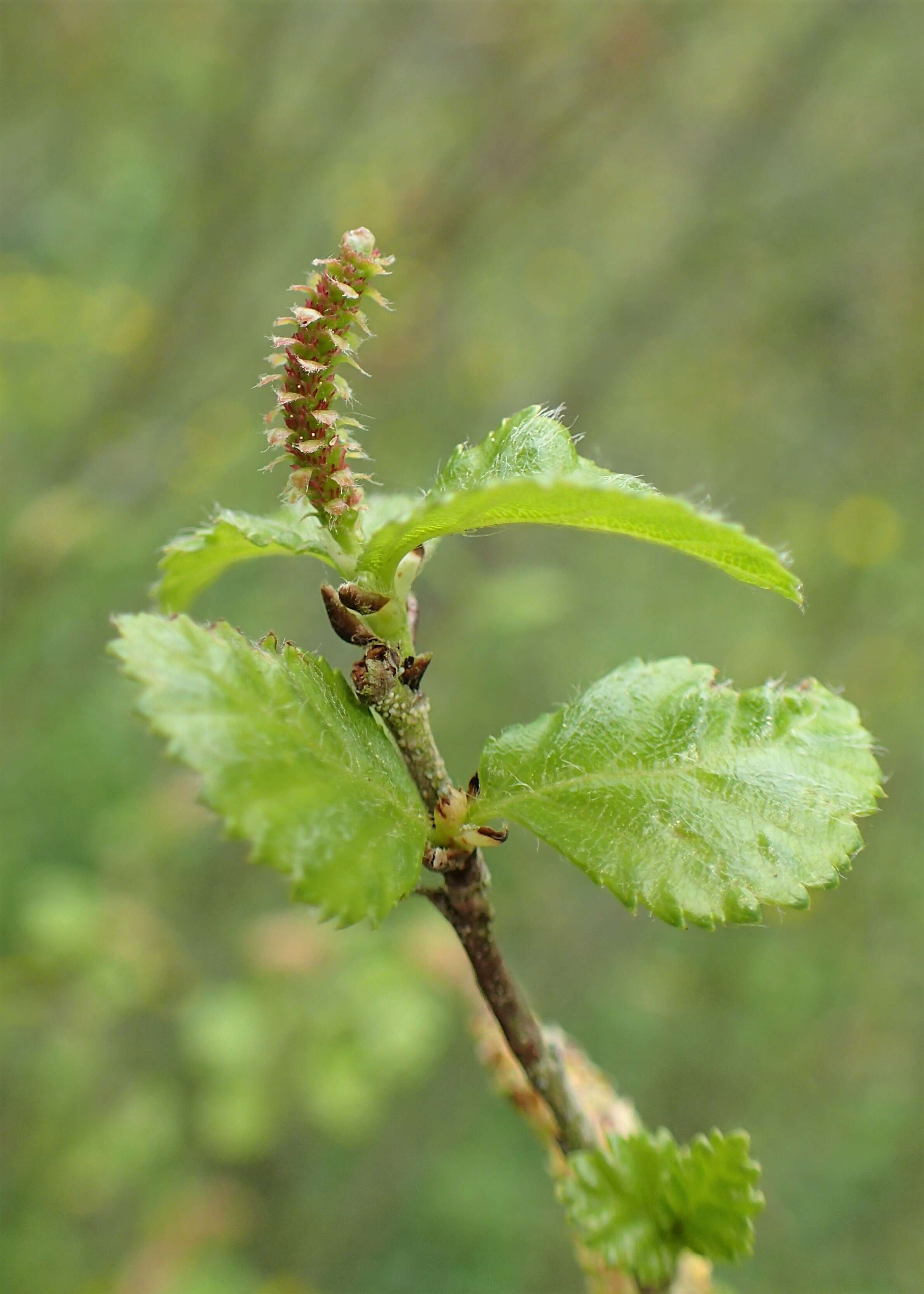 Image of Shrubby Birch