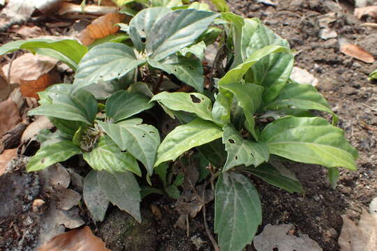 Image of Pachysandra axillaris Franch.