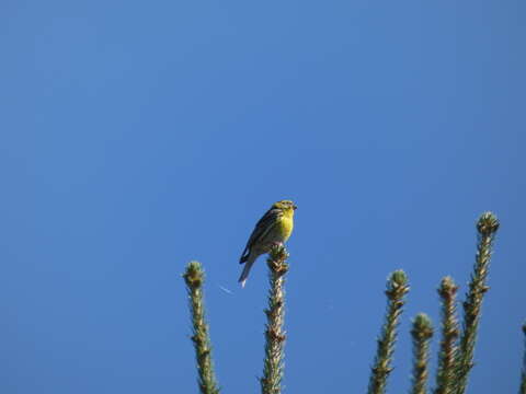 Image of serin, european serin