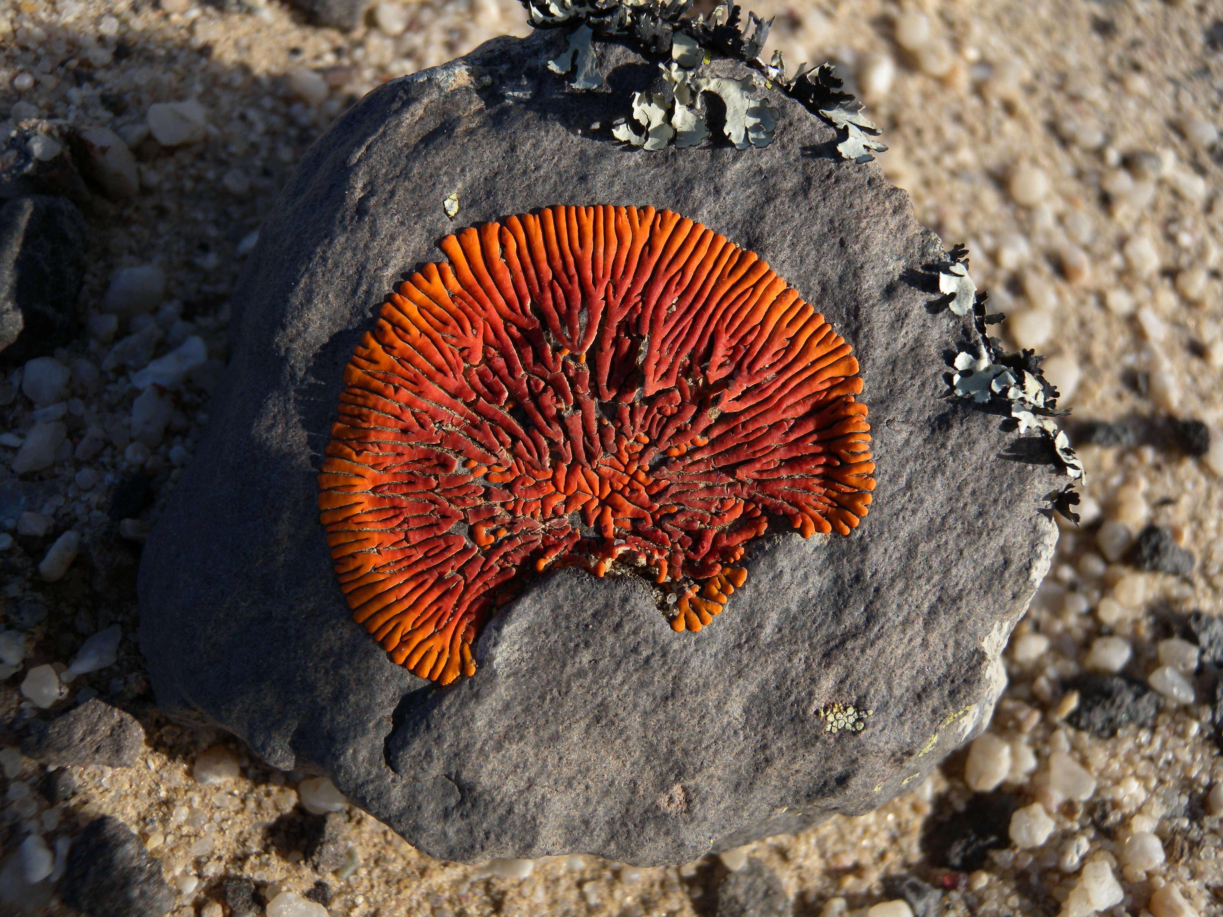 Image of Firedot lichens