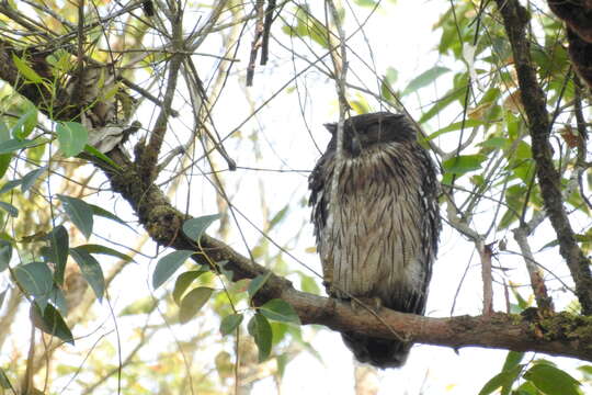 Image of Brown Fish Owl