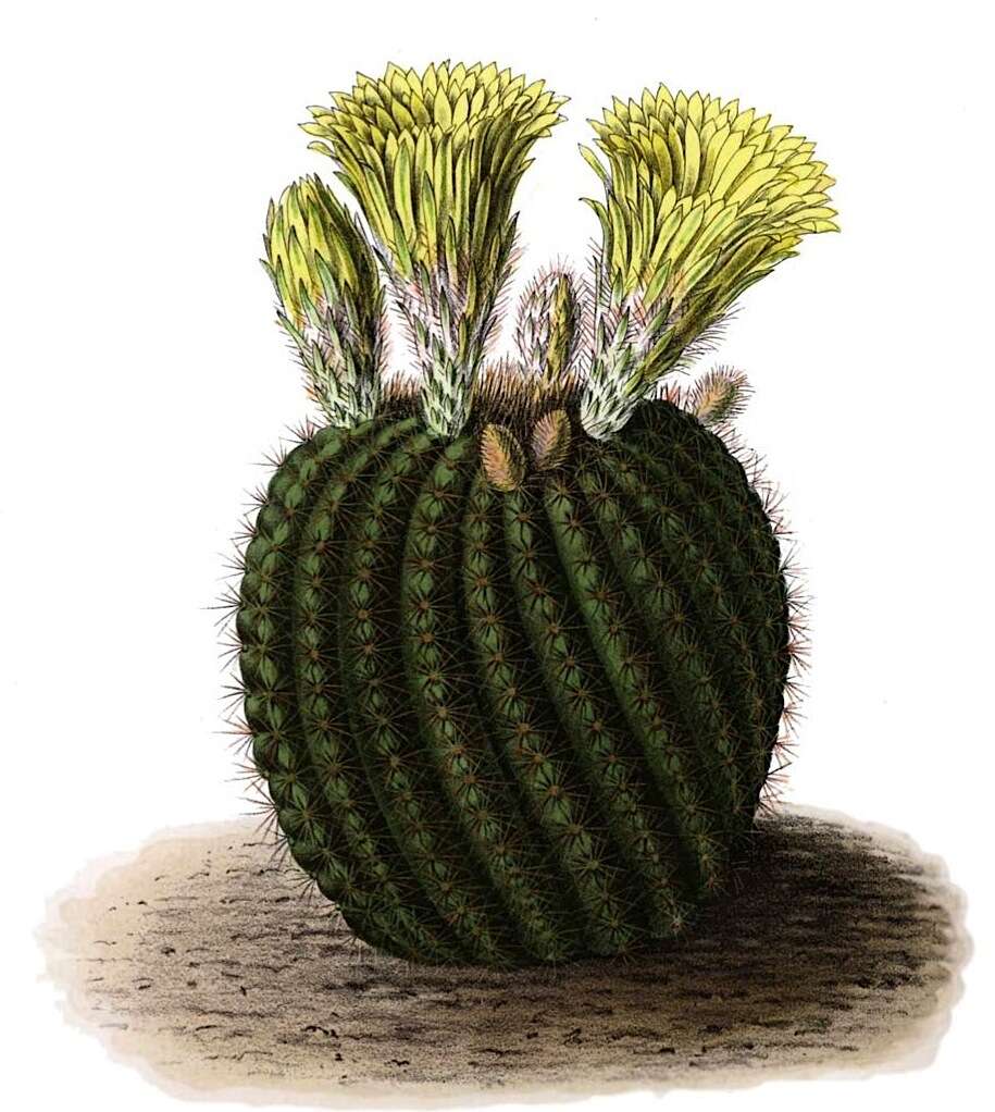 Image of Cactus