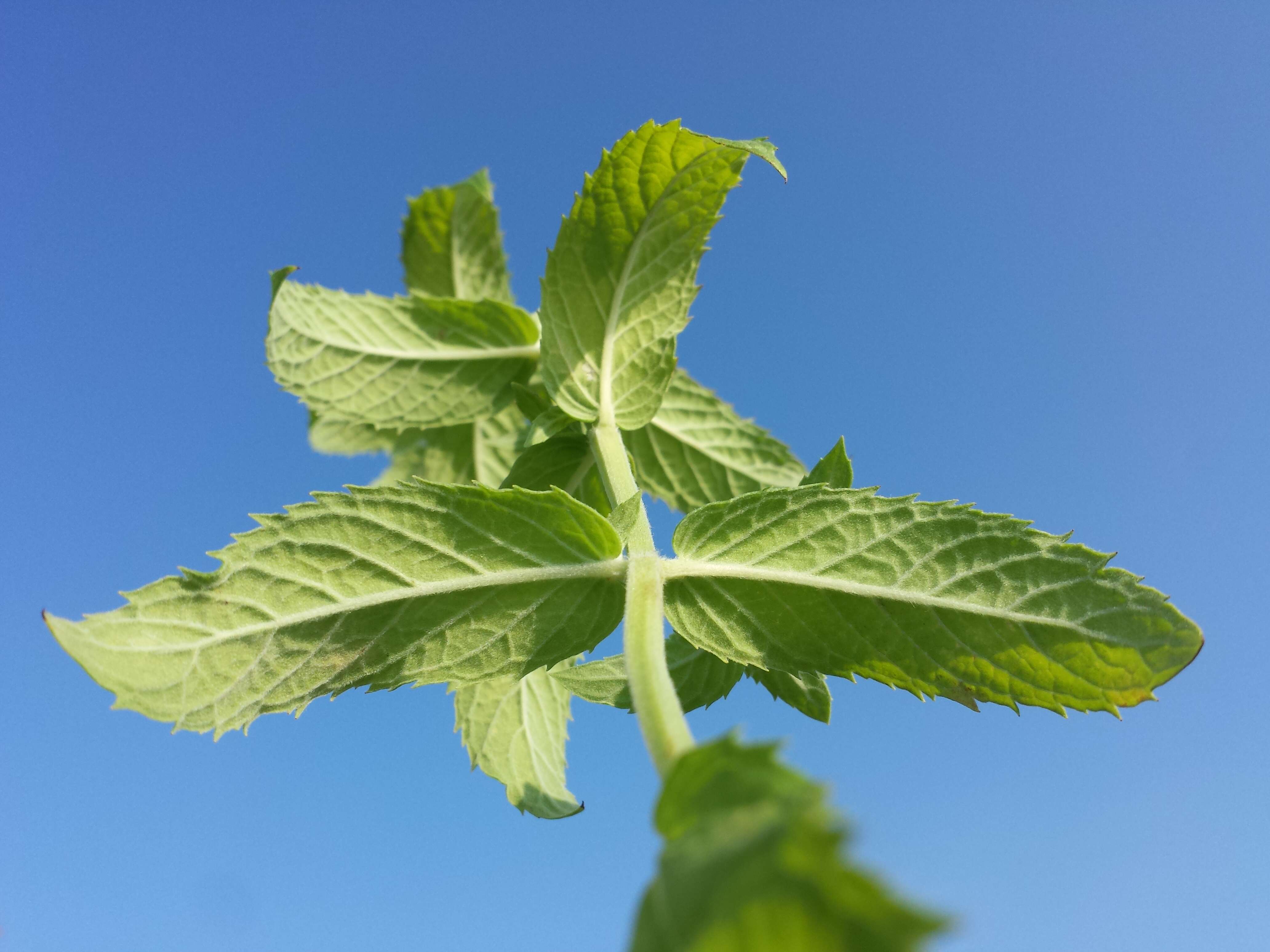 Image of Horse Mint