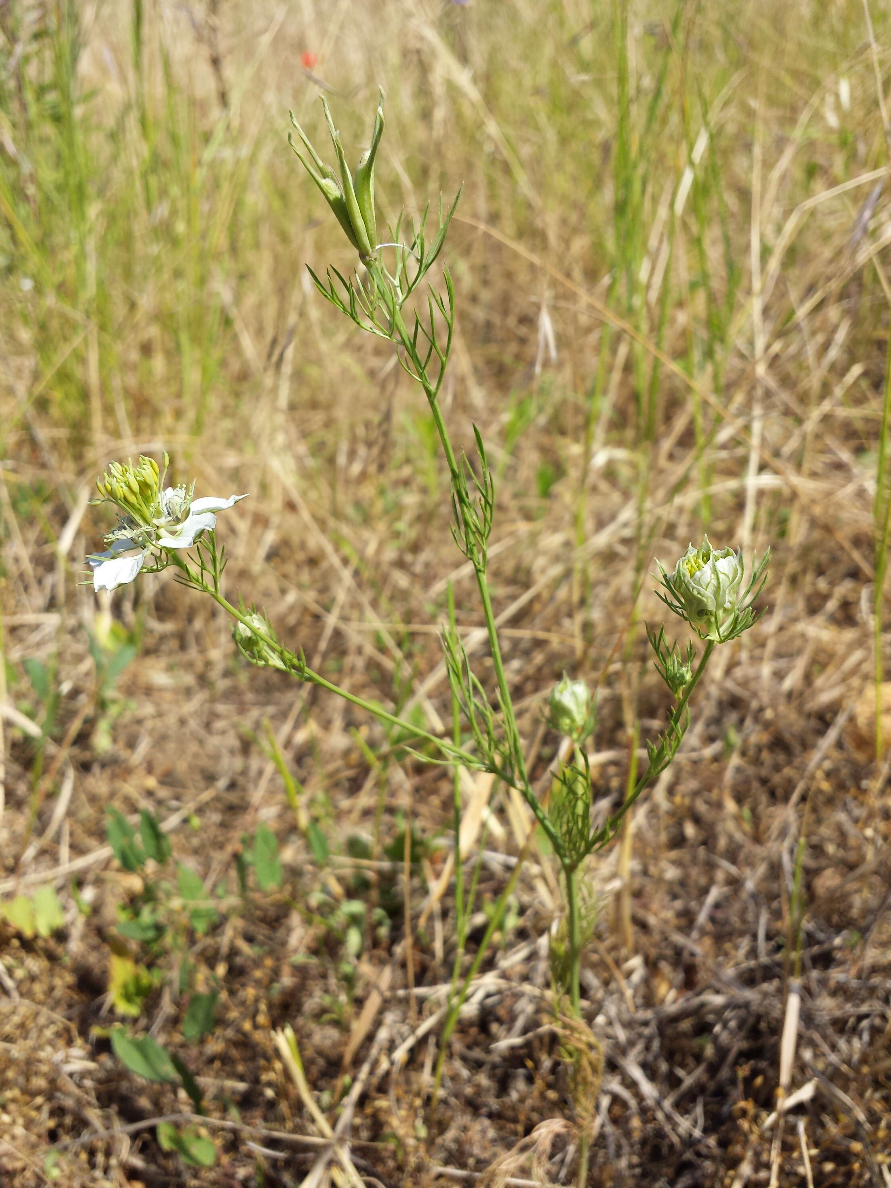 Nigella arvensis L. resmi