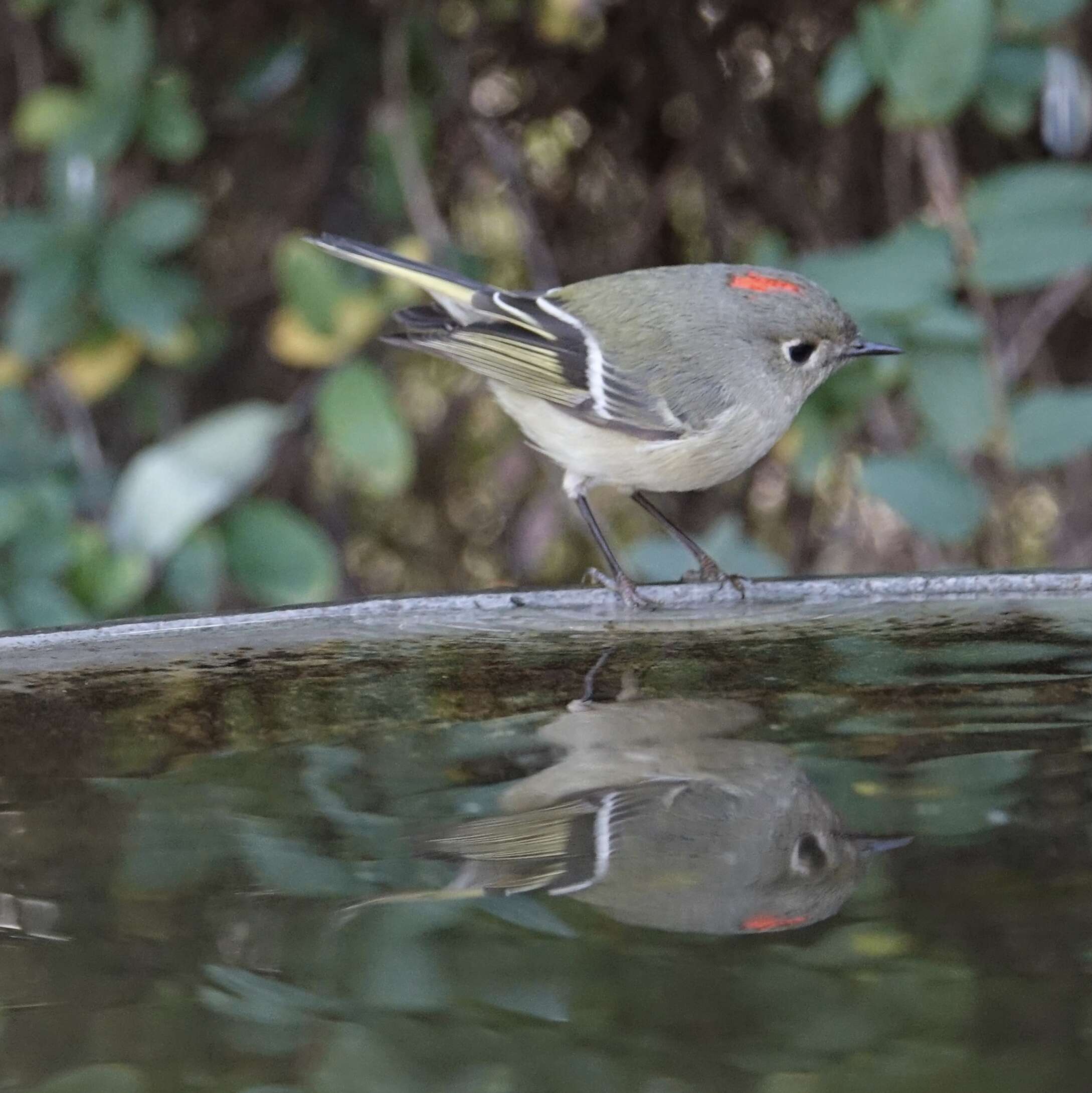 Image of goldcrests and kinglets