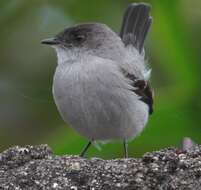 Image of Torrent Tyrannulet