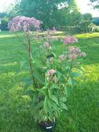 Image of hemp agrimony