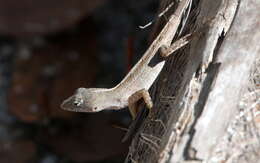 Image of Bahaman brown anole