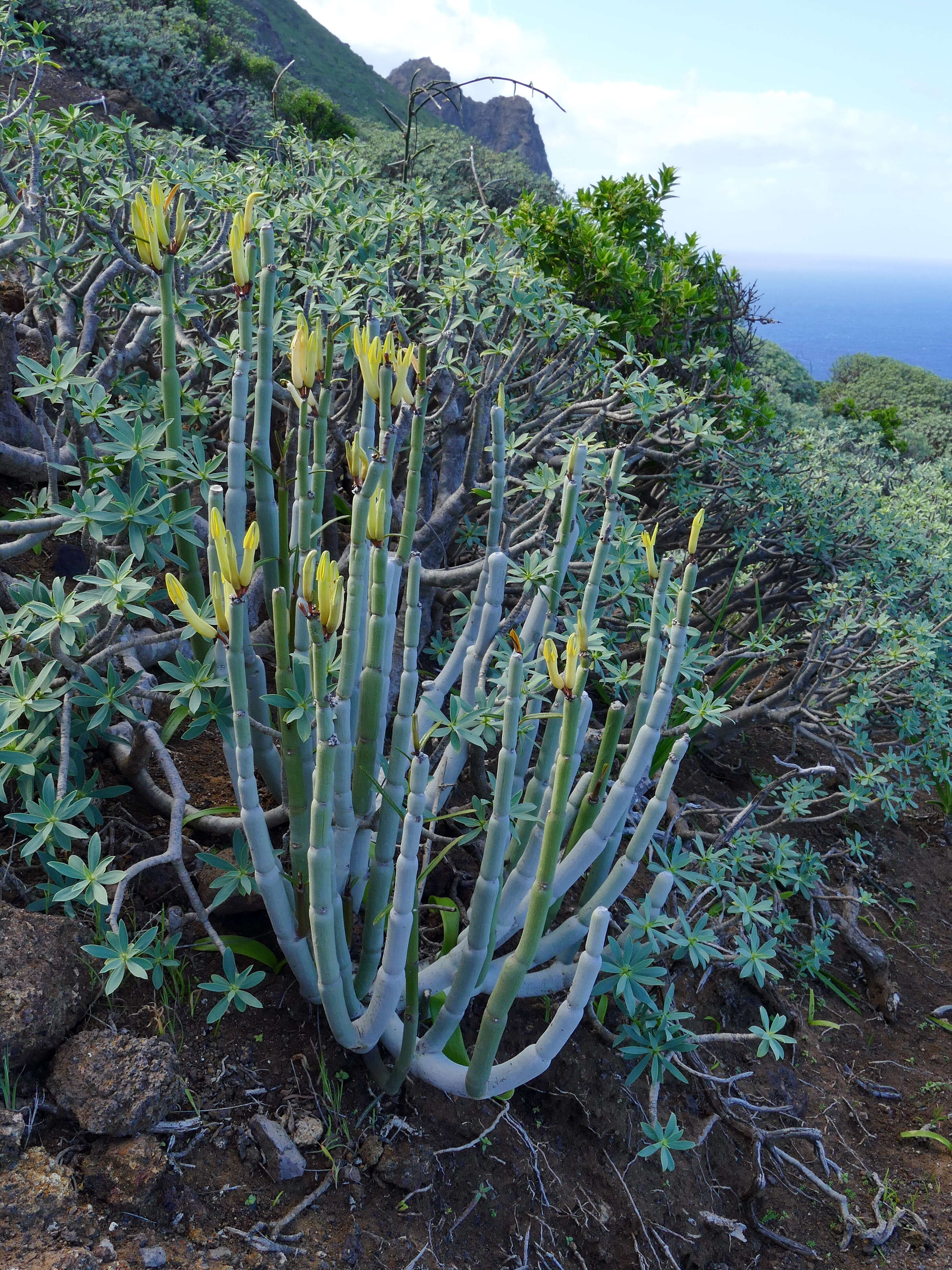 Image de Ceropegia dichotoma Haw.