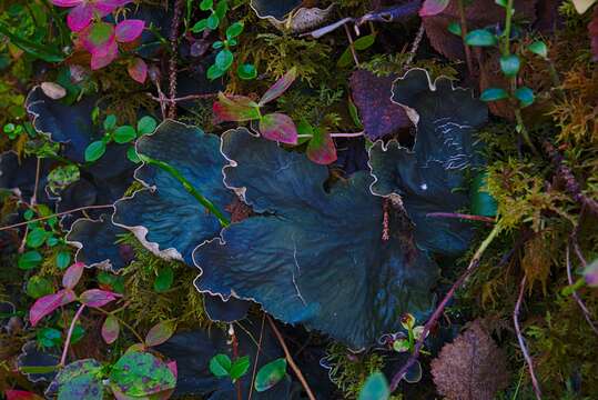 Image of felt lichen