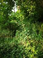 Image of hemp agrimony