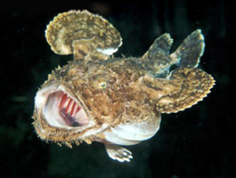 Image of Angler fish