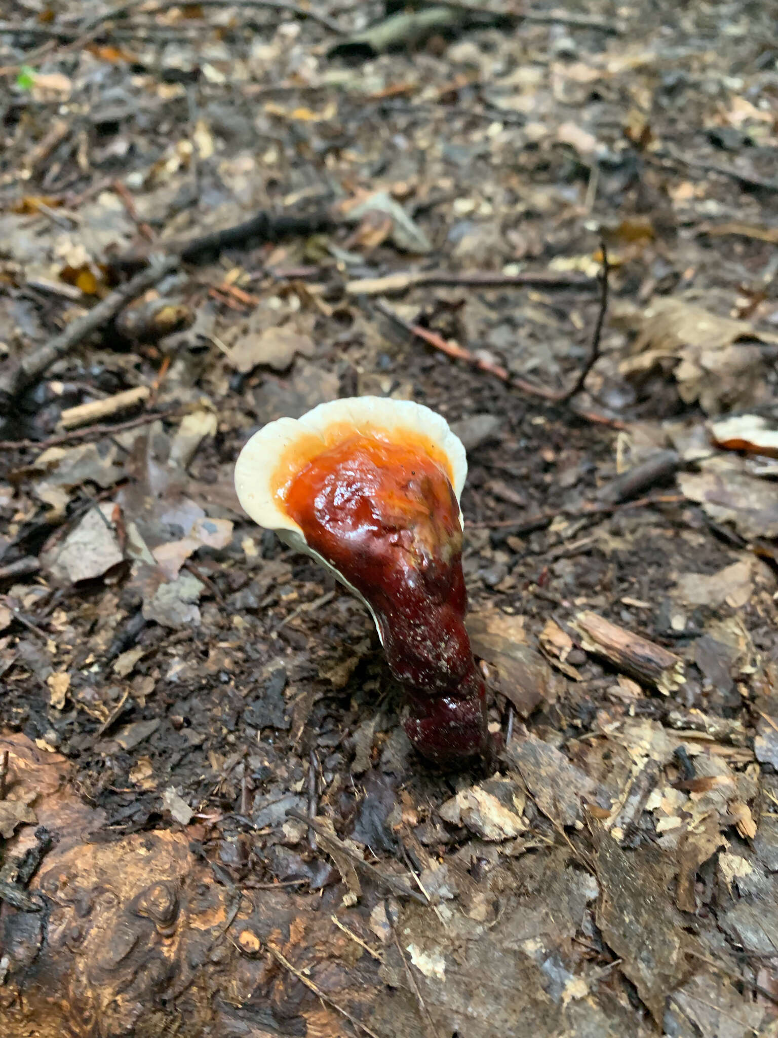 Image of lingzhi mushroom