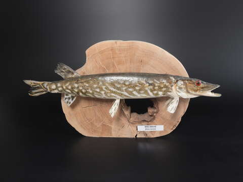 Image of Northern pike