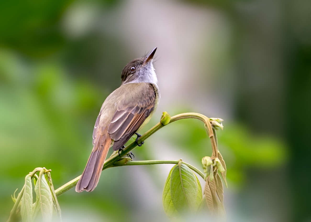 Image of Dusky-capped Flycatcher