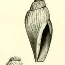Image of Teleochilus royanus Iredale 1924