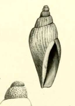 Слика од Teleochilus royanus Iredale 1924