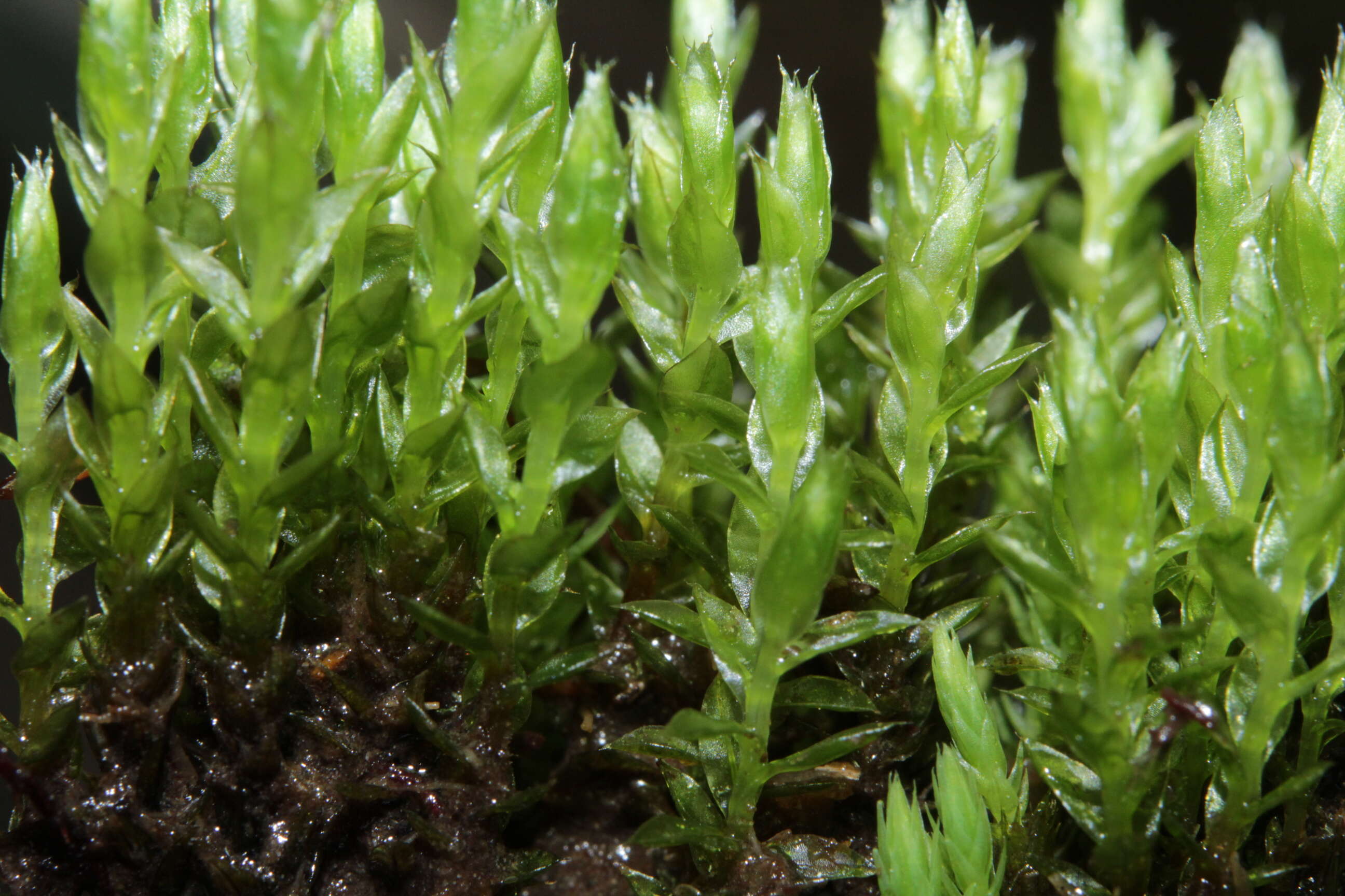 Image of common green bryum moss
