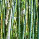 Image of greenwax golden bamboo