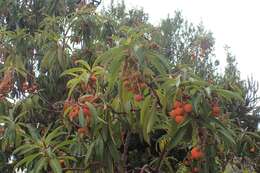 Imagem de Arbutus canariensis Duham.