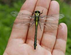 Image of Club-tailed Dragonfly