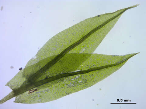 Image of pohlia moss