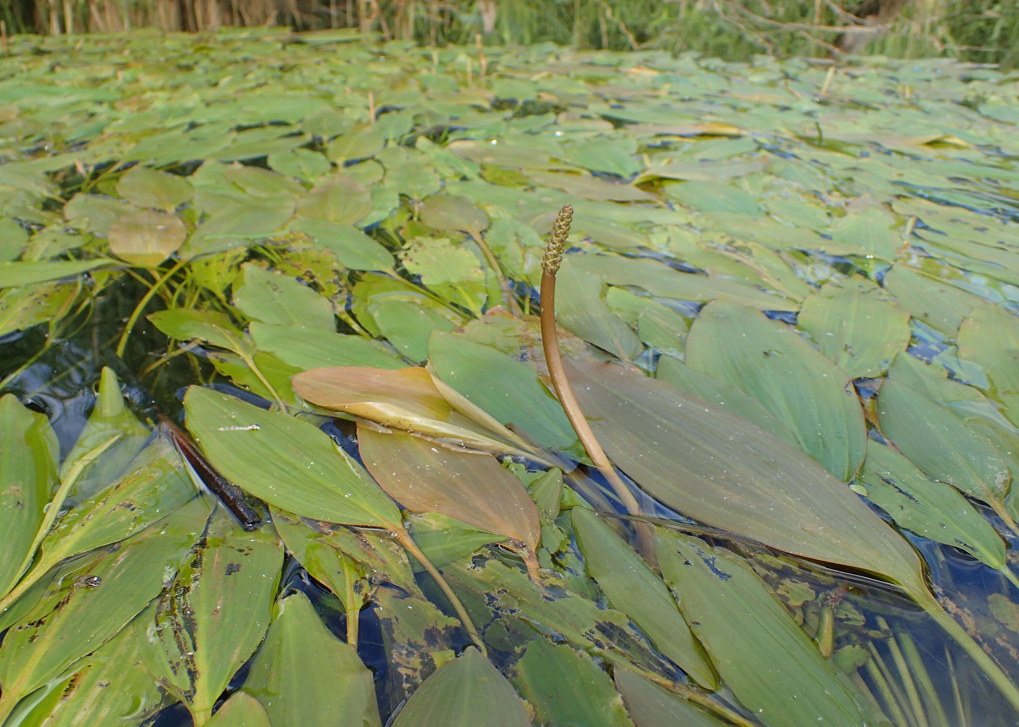 小节眼子菜的圖片