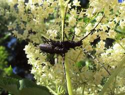 Image of capricorn beetle