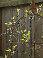 Image of Clematis macropetala Ledeb.