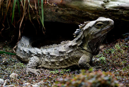 Image of Cook Strait Tuatara