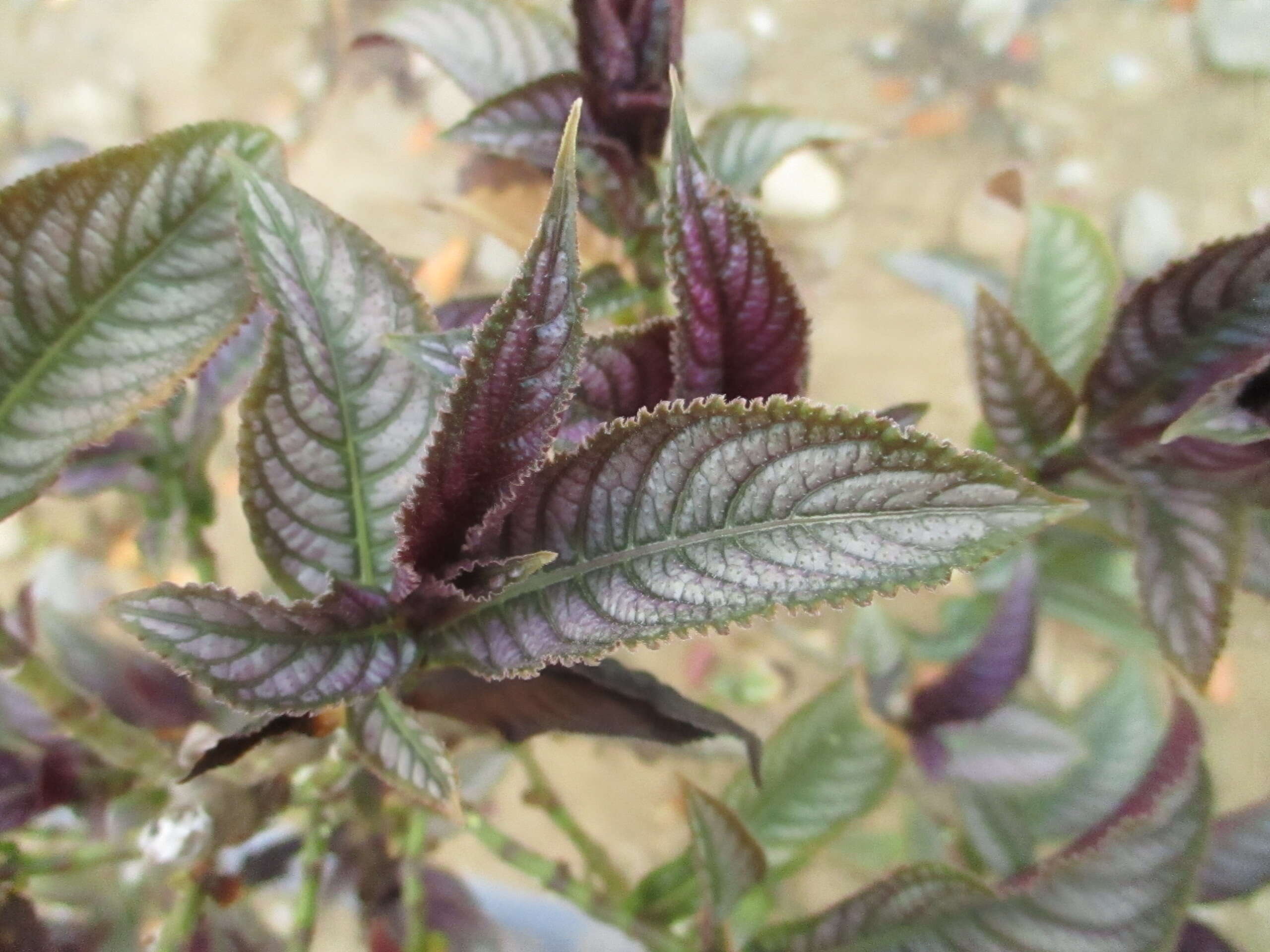 Image of Strobilanthes dyeriana