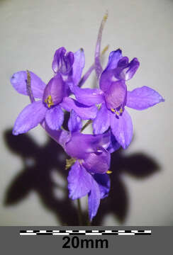 Image of forking larkspur