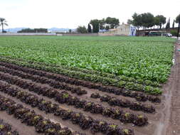 Image of garden lettuce