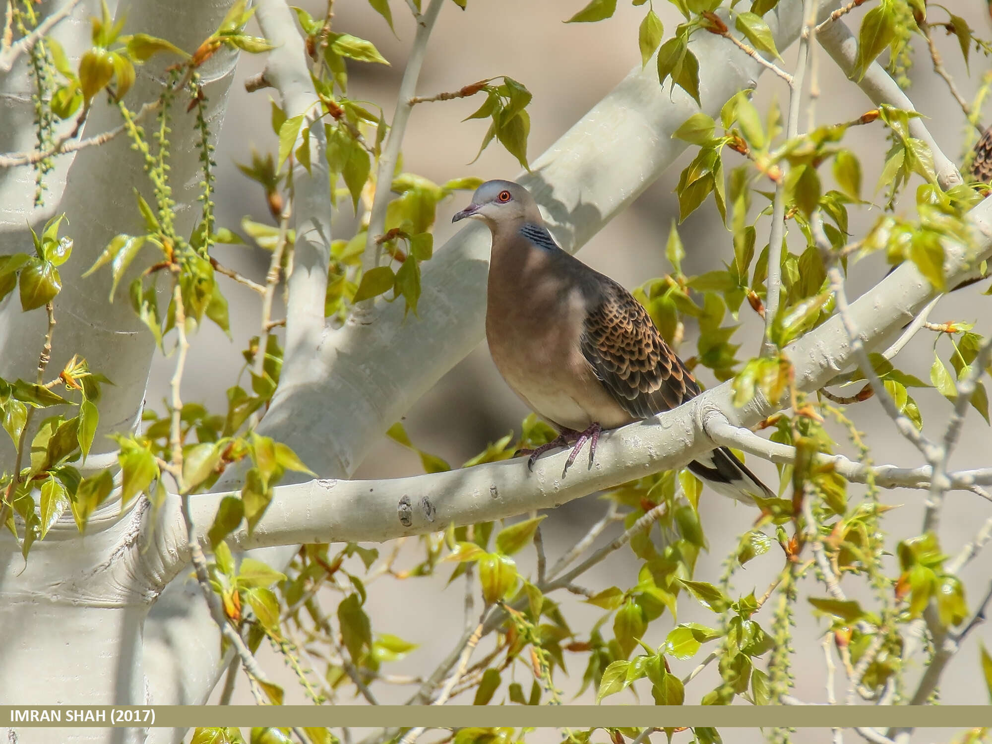 Image of Oriental Turtle Dove