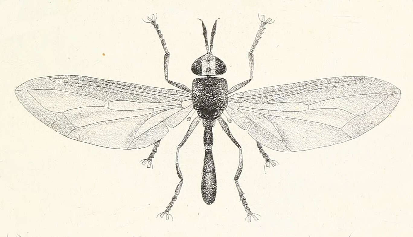 Image of Physoconops