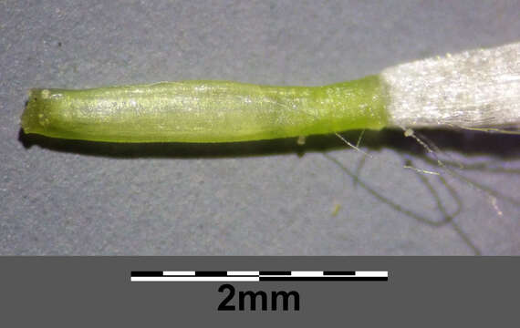 Image of smallflower hawksbeard