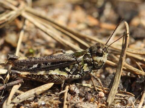 Plancia ëd Myrmeleotettix