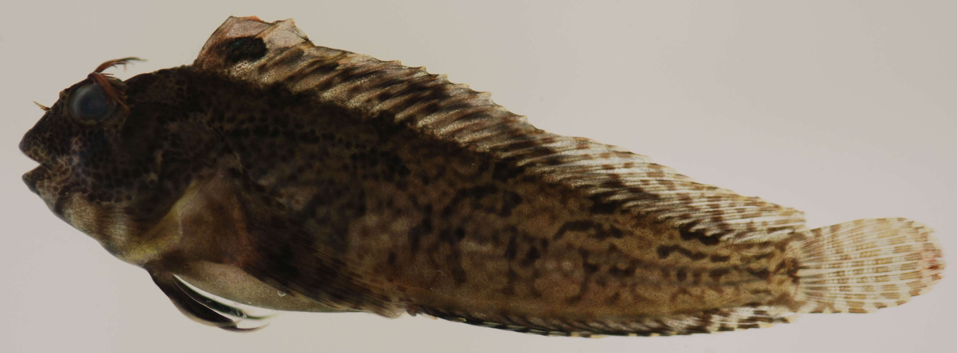 Image of Feather Blenny