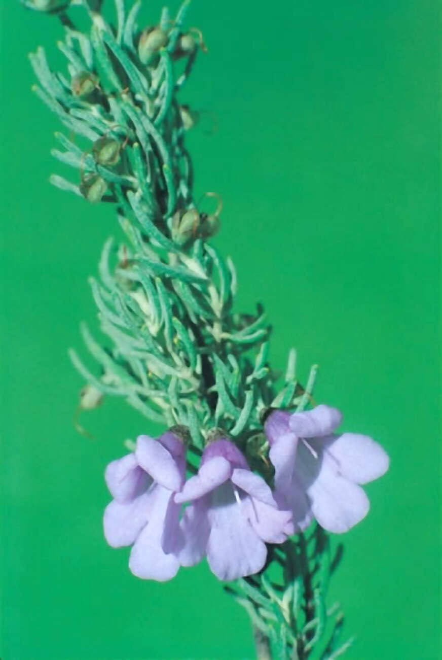 Image of Prostanthera staurophylla F. Muell.