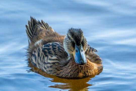 Image of Common Mallard