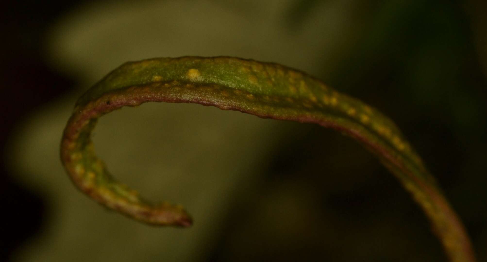 Image of Puccinia mariae-wilsoniae Clinton 1873