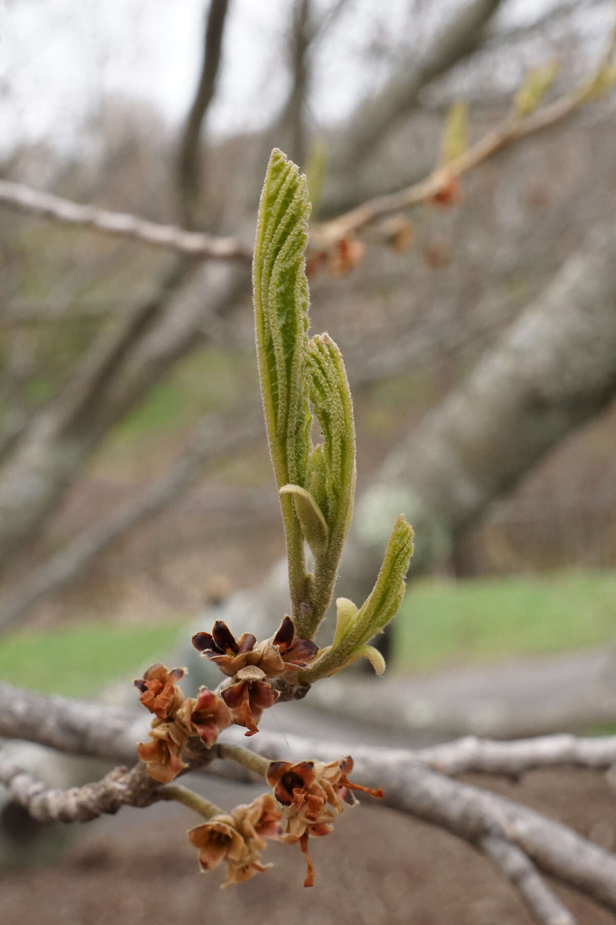 Imagem de Hamamelis vernalis Sarg.