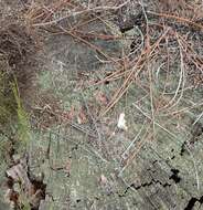 Image of Cladonia macilenta