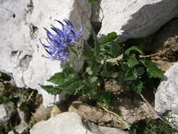 Image of Horned Rampion