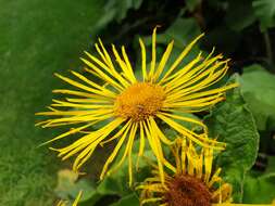 Inula helenium L. resmi