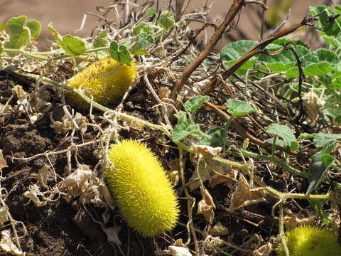 Image of Hedgehog cucumber