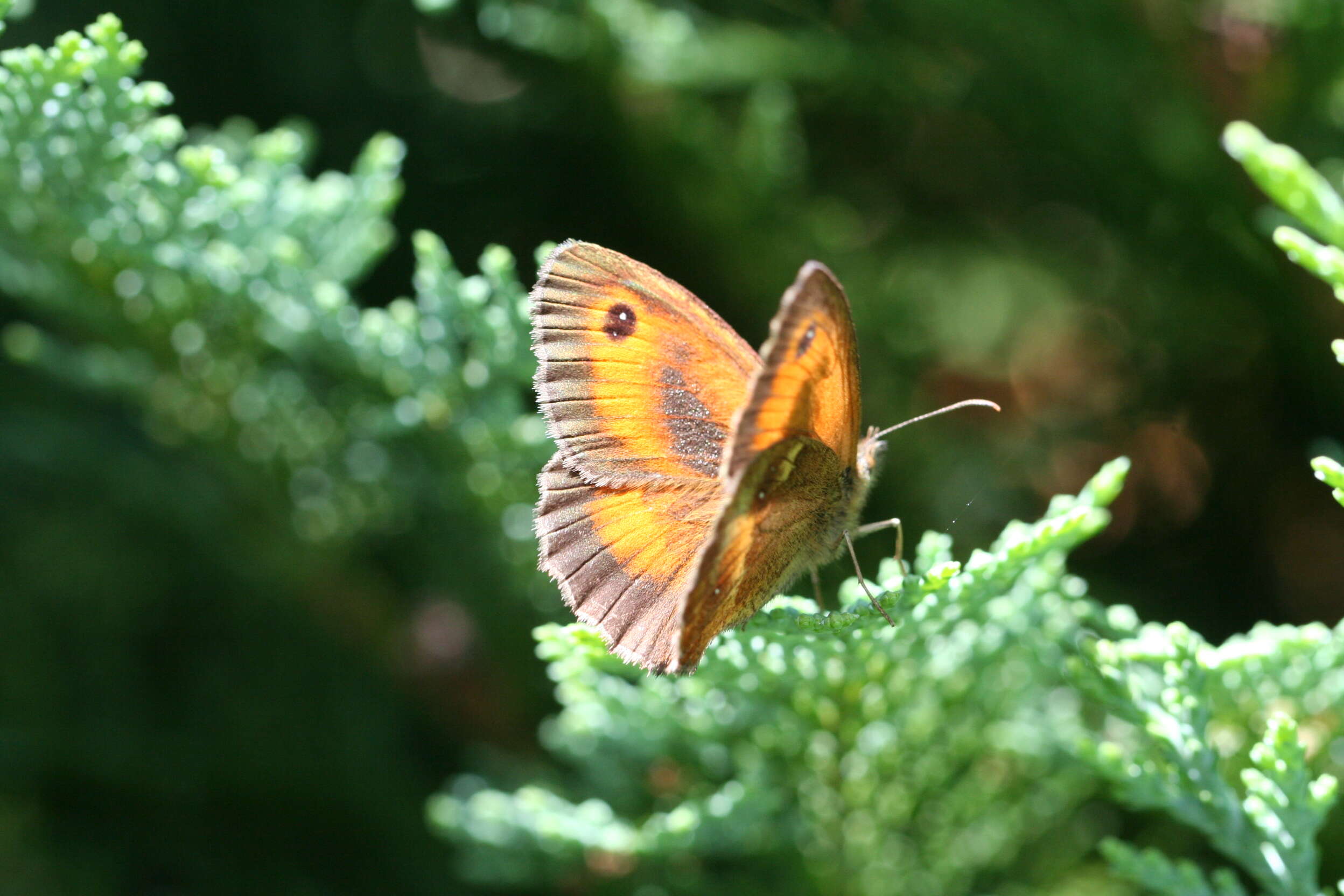 Image of hedge brown