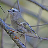 Image of Golden-crowned Kinglet